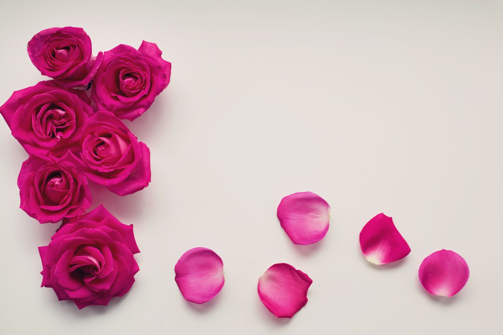 Canon EF 50mm F1.4 USM sample photo. Roses, petals, floral photography