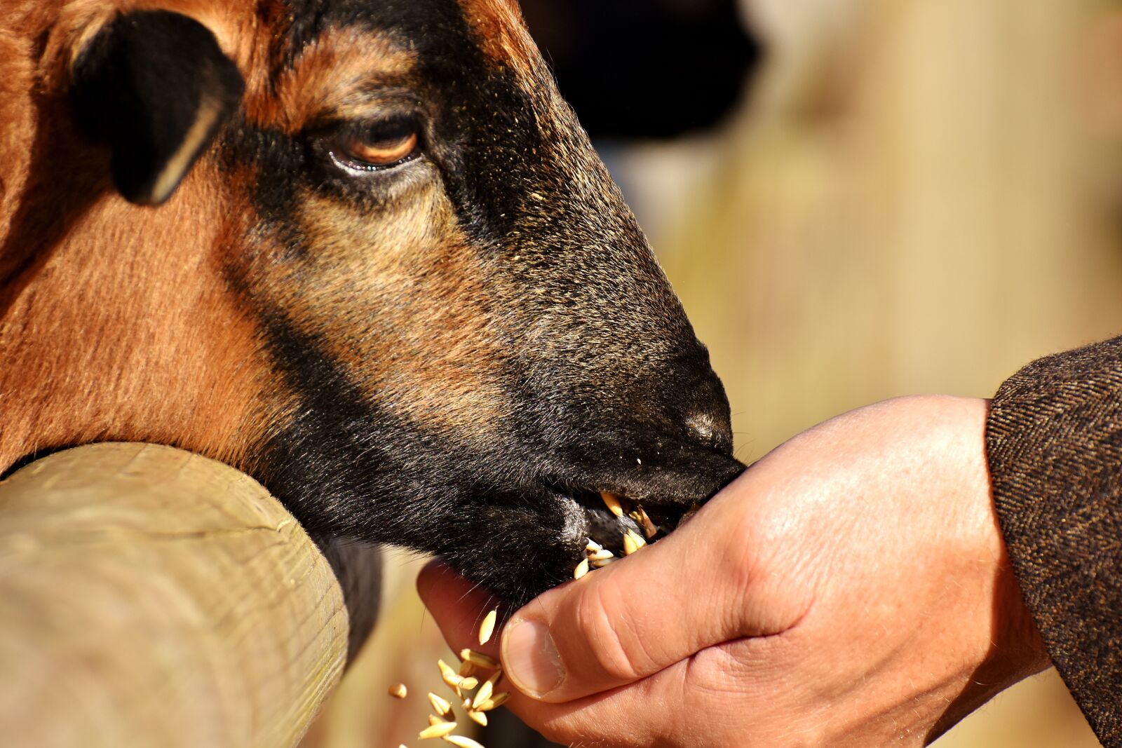 Nikon D7200 sample photo. Sheep, feed, eat photography