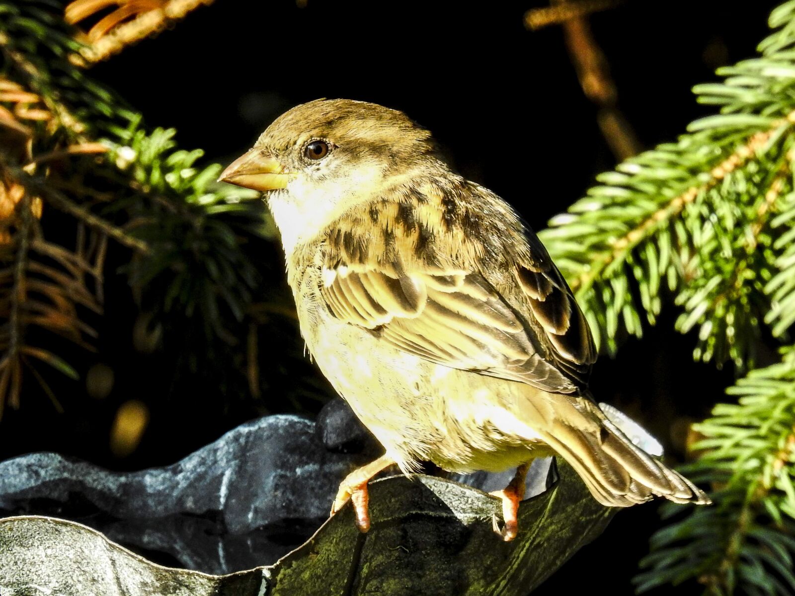 Nikon Coolpix P900 sample photo. House sparrow, sperling, bird photography