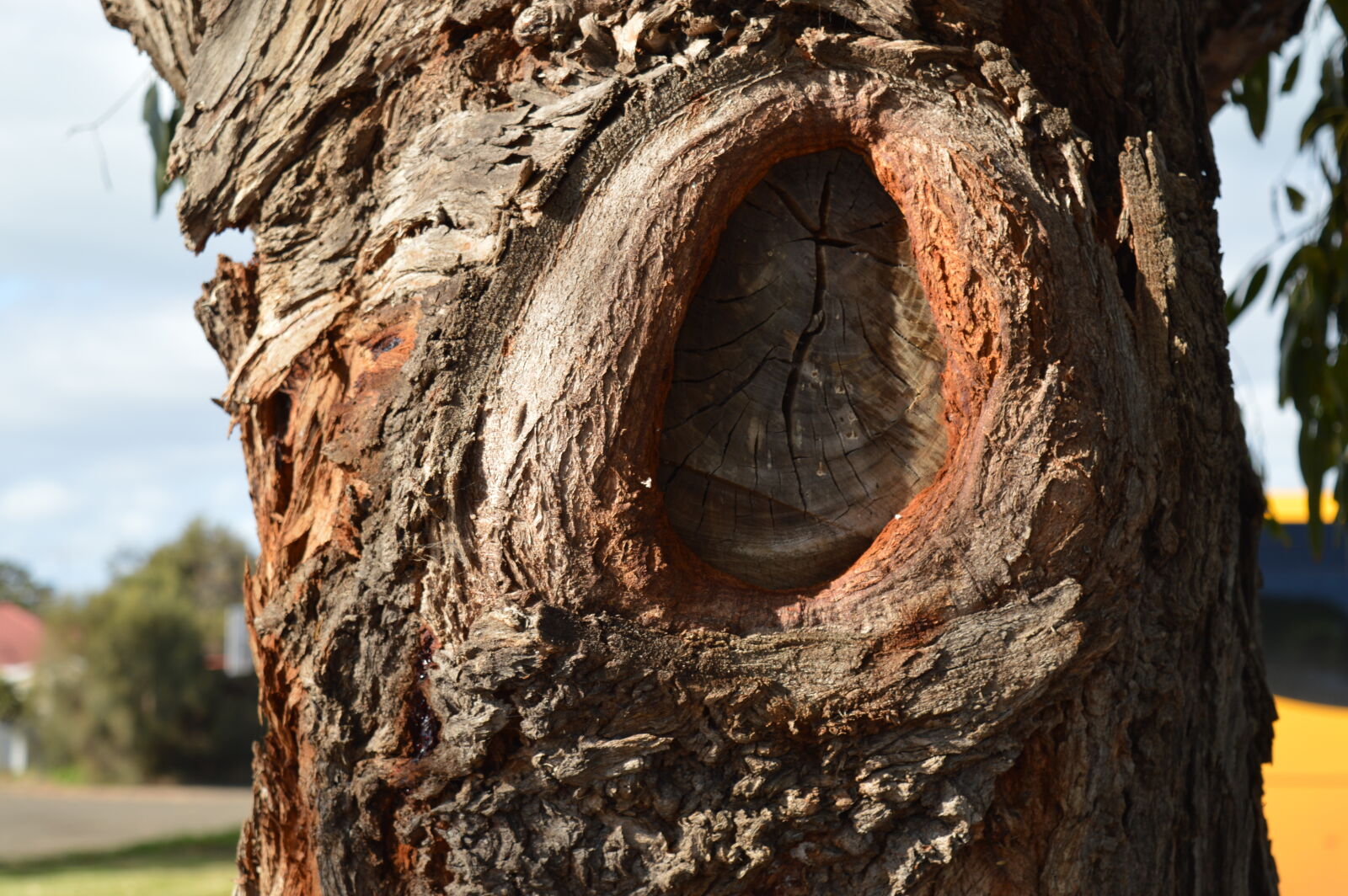 Nikon D3200 sample photo. Tree photography