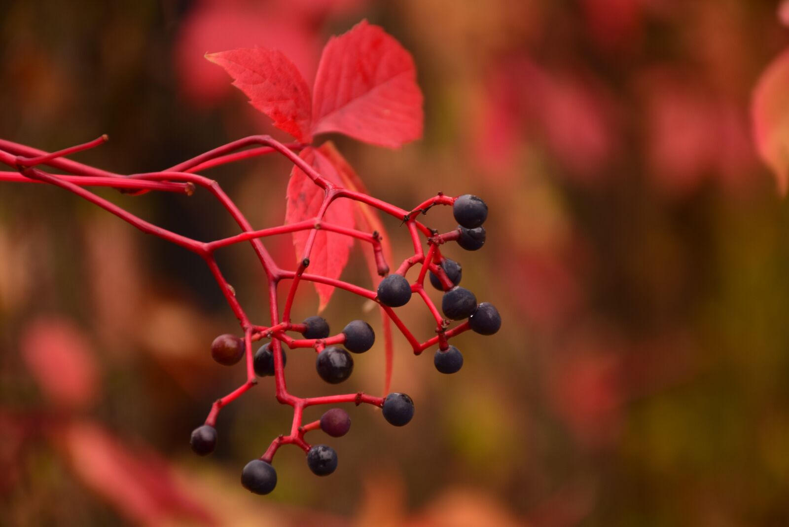 Nikon D5300 sample photo. Autumn, red, nature photography