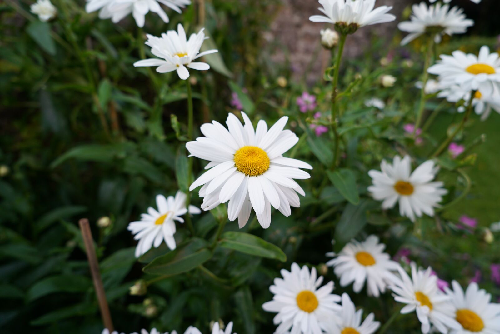 Sony a7S II + Sony Vario Tessar T* FE 24-70mm F4 ZA OSS sample photo. Daisy, white flower, plant photography
