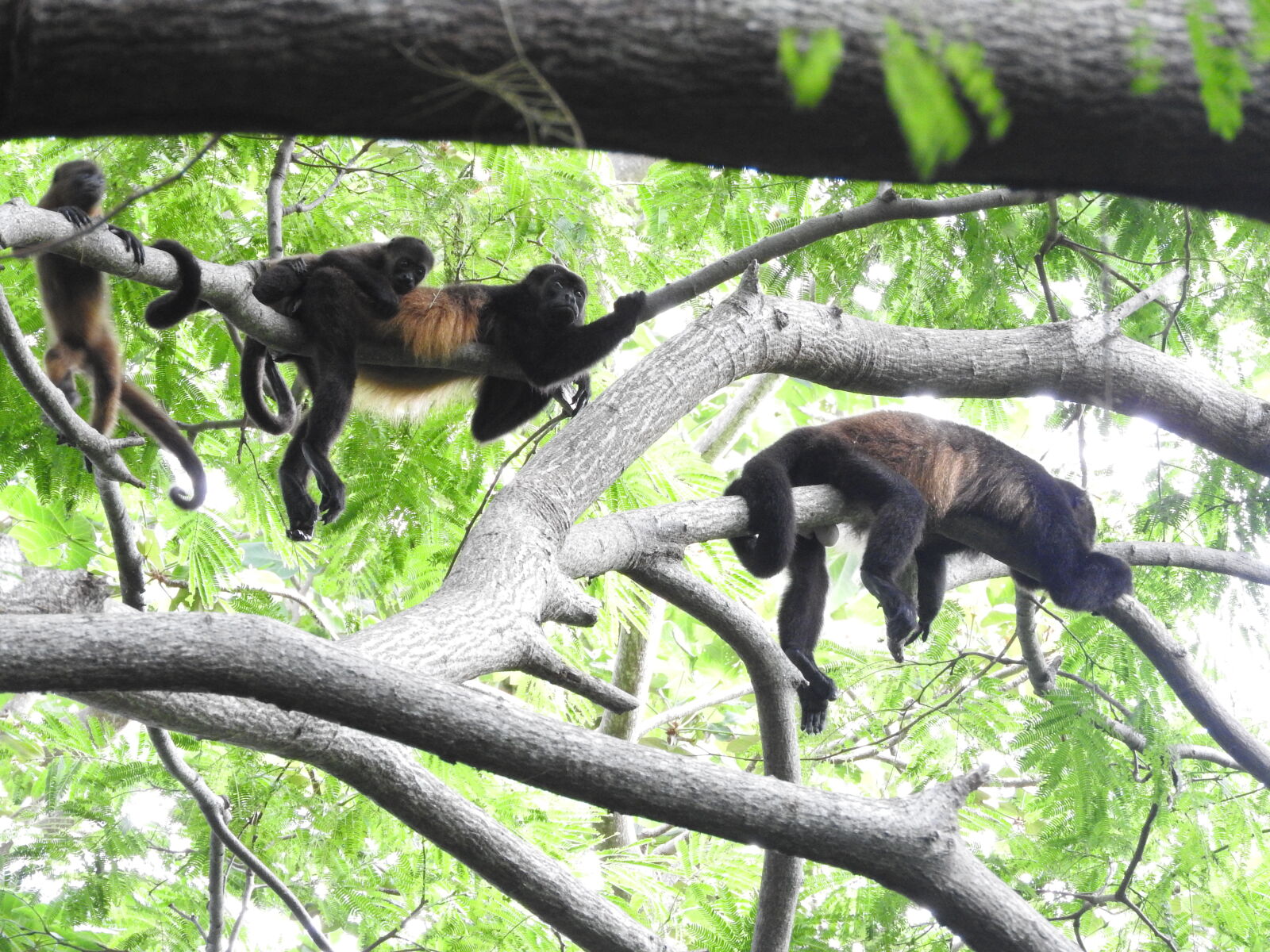 Nikon Coolpix P610 sample photo. Isla, d, ometepe, monkey photography