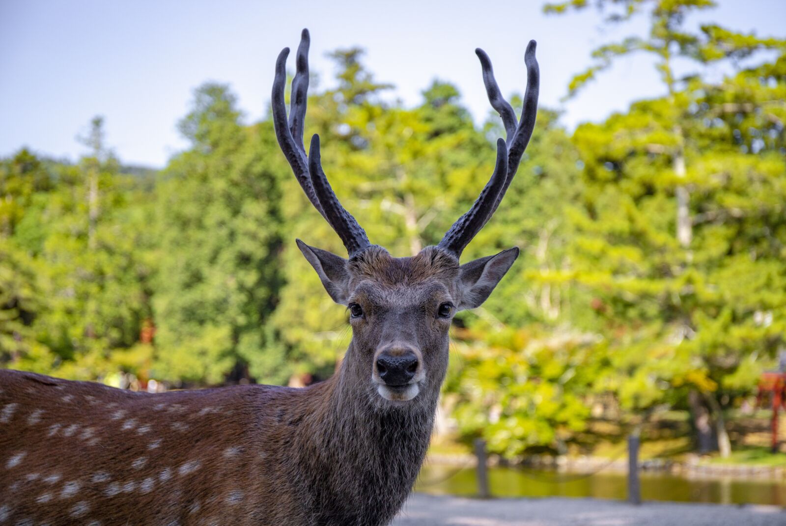 Canon EF 24-70mm F4L IS USM sample photo. Deer, animal, forest photography