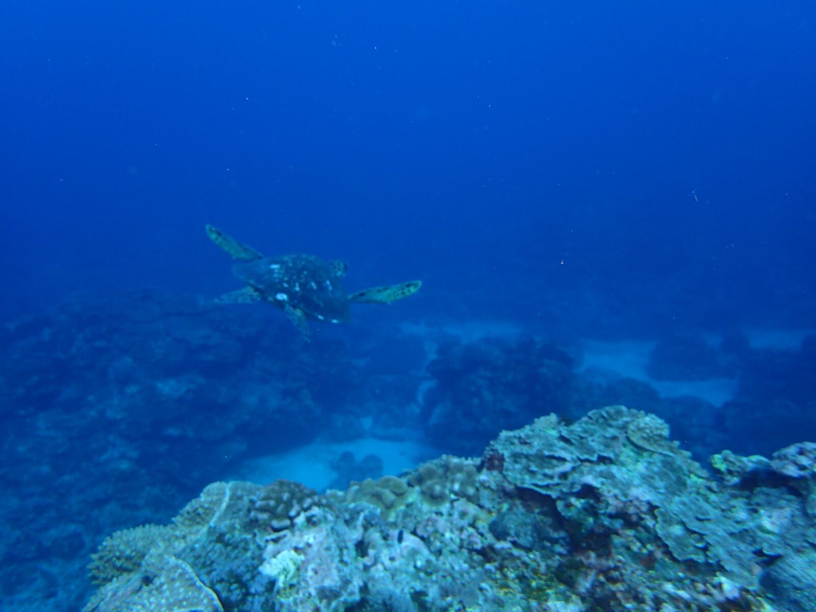 Olympus TG-4 sample photo. Sea turtle, underwater, scuba photography