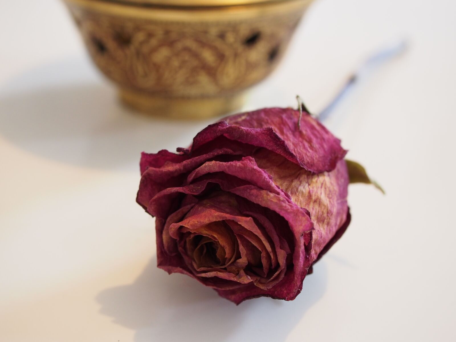Olympus PEN E-PM2 sample photo. Rose, dried, red photography