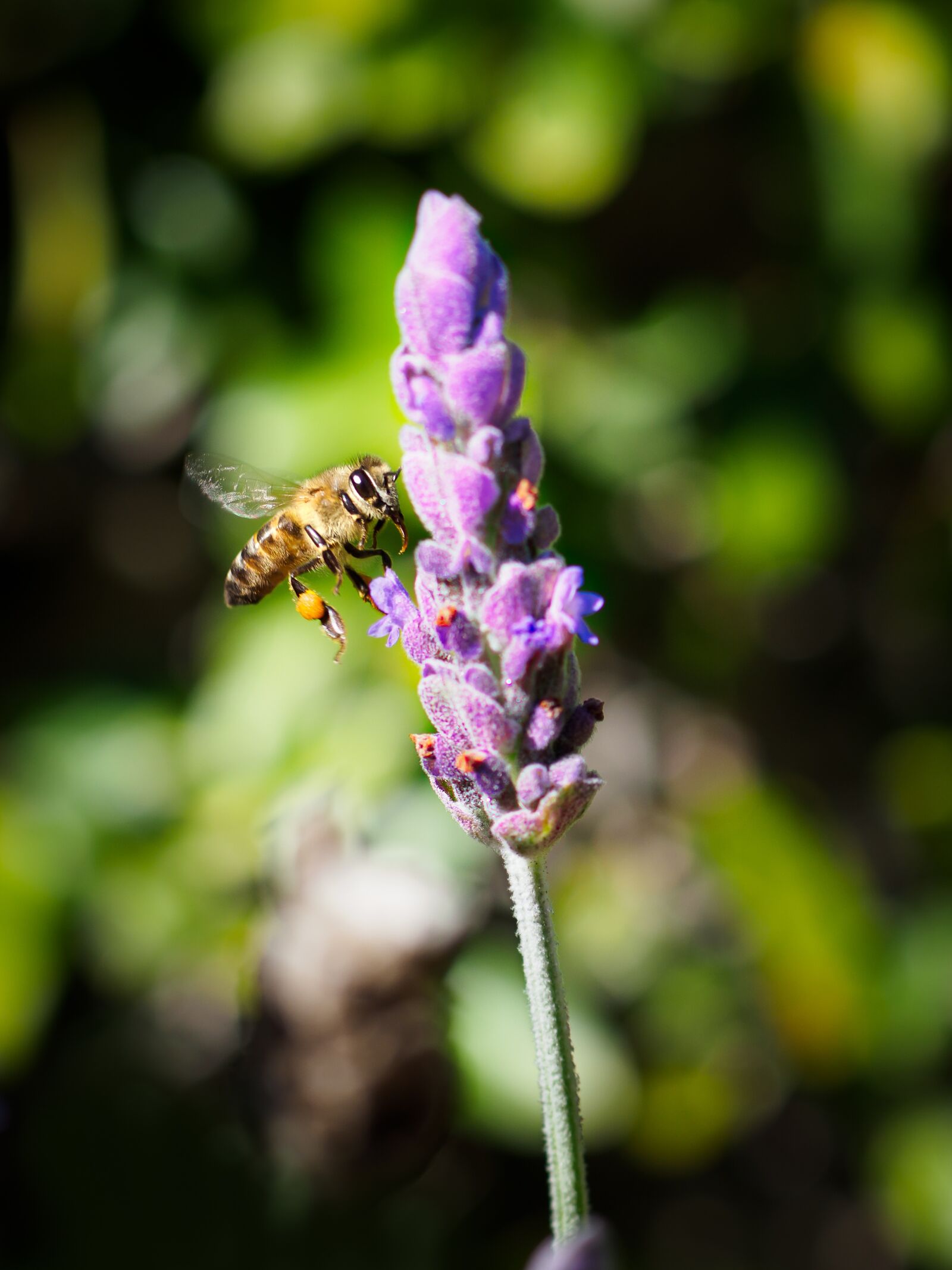 Olympus M.Zuiko Digital ED 30mm F3.5 Macro sample photo. Honey bee, flower, nature photography