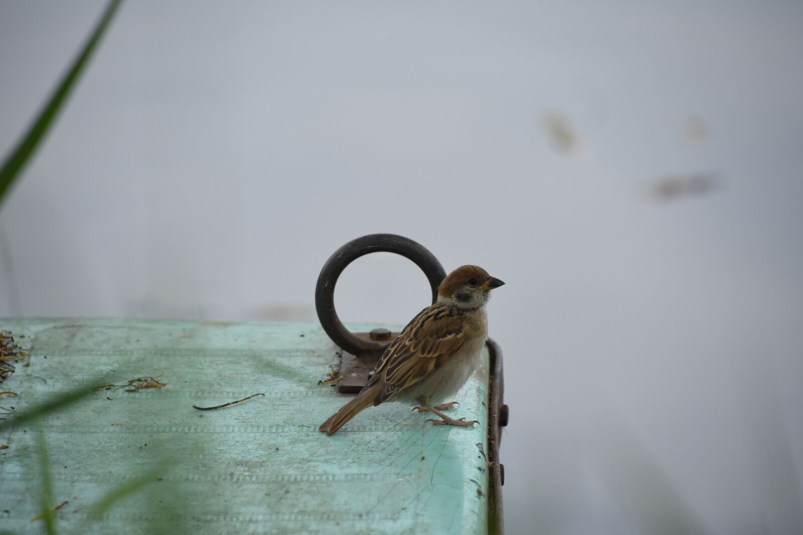 Nikon D7200 sample photo. Bird, birds, close-up photography