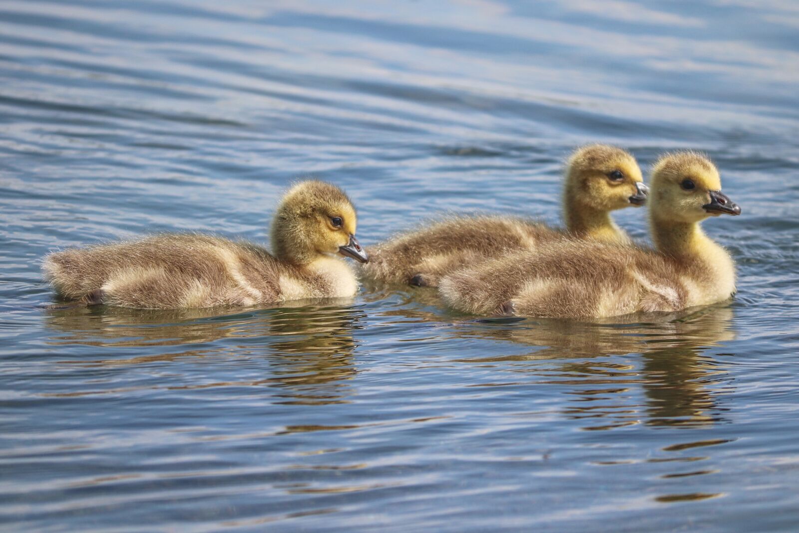 Canon EOS 200D (EOS Rebel SL2 / EOS Kiss X9) sample photo. Chicks, boy, young birds photography