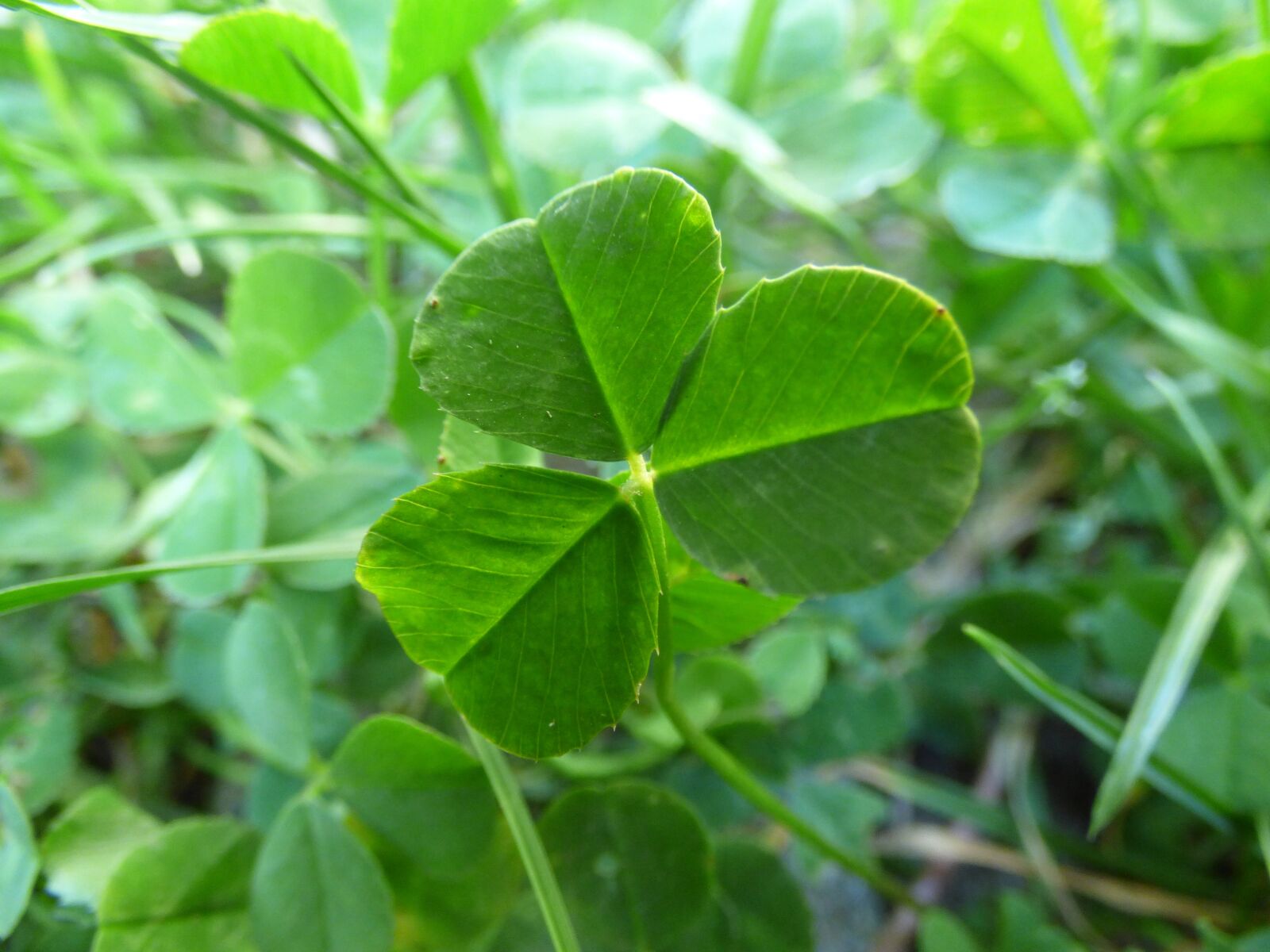 Panasonic DMC-FZ72 sample photo. Clover, grass, green photography