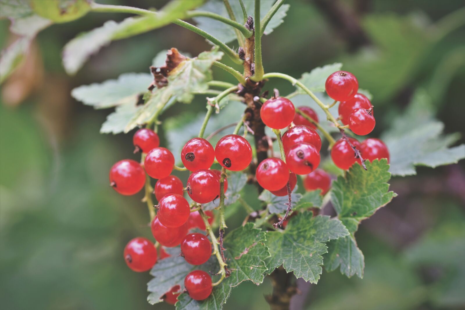 Nikon D7200 sample photo. Currants, berries, currant photography