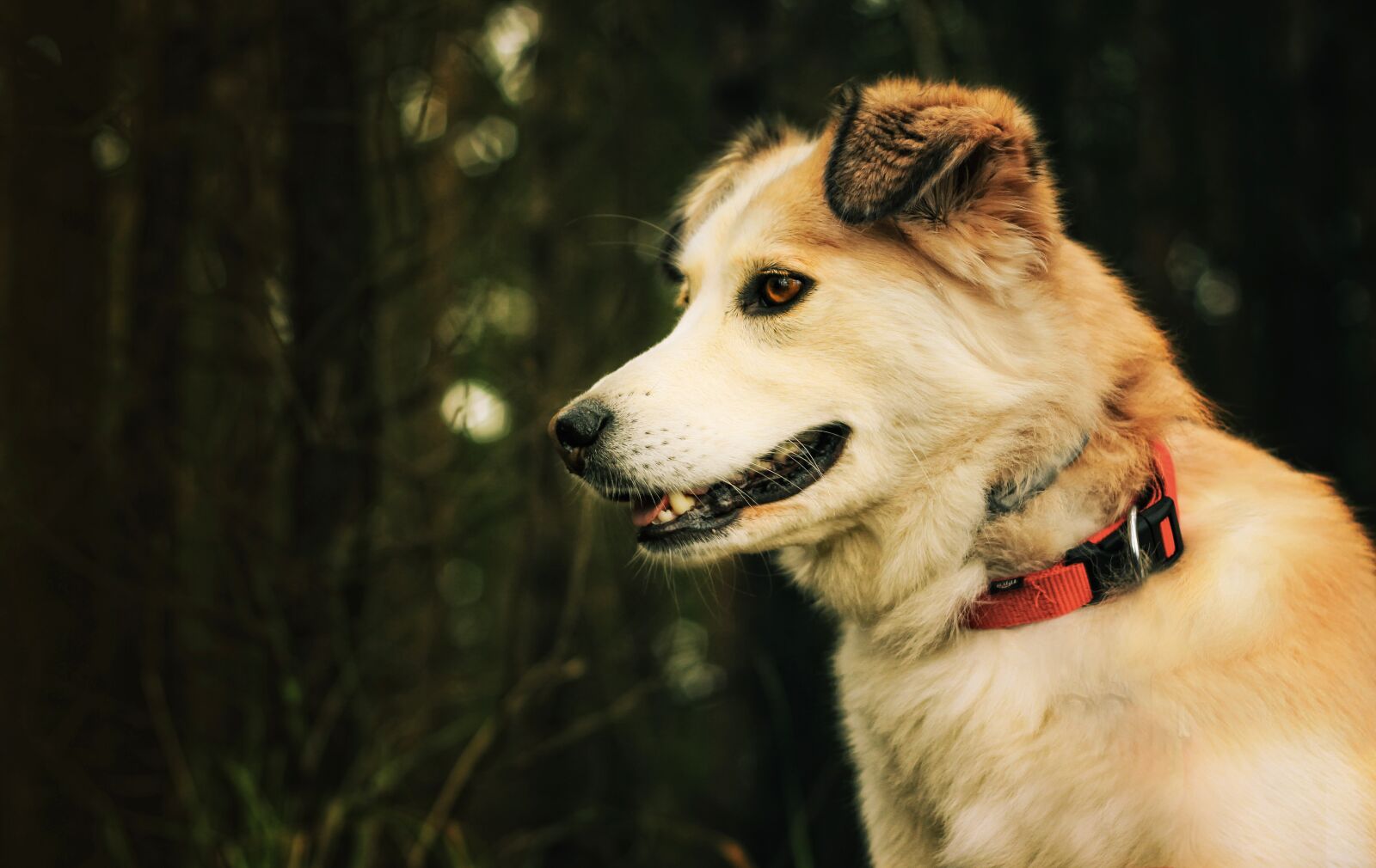 Canon EOS 50D sample photo. Dog, friendship, animal photography