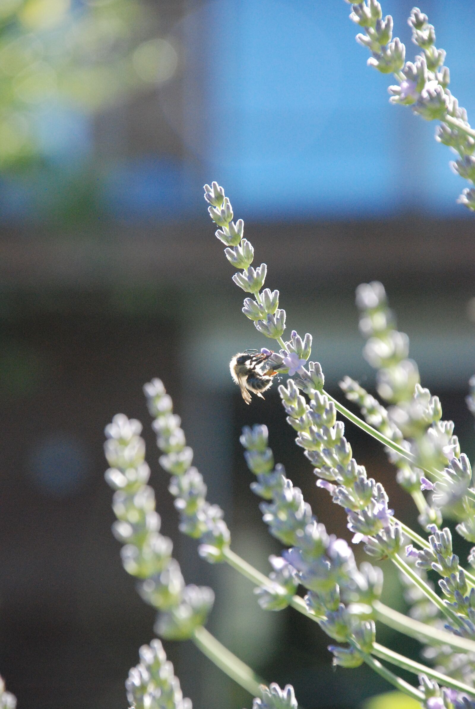 Nikon D80 sample photo. Lavender, blossom, bloom photography