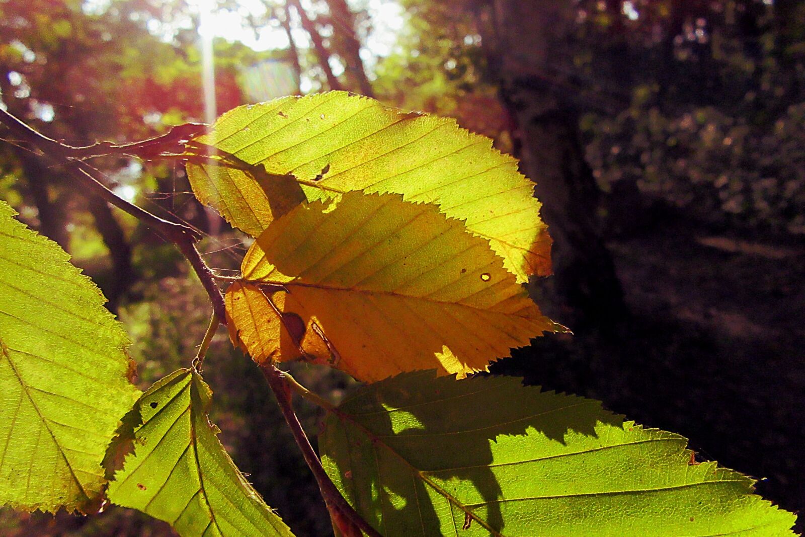 Canon PowerShot SX610 HS sample photo. Autumn, yellow, leaves photography