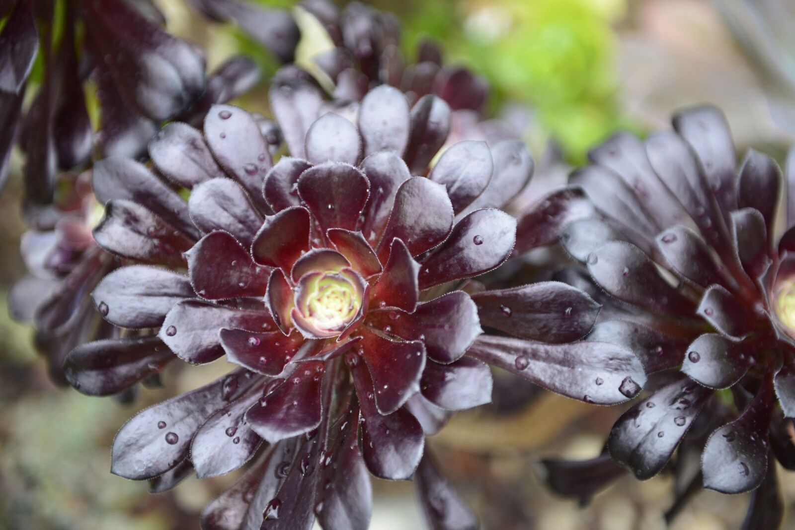 Nikon D610 sample photo. A, fleshy, plant photography