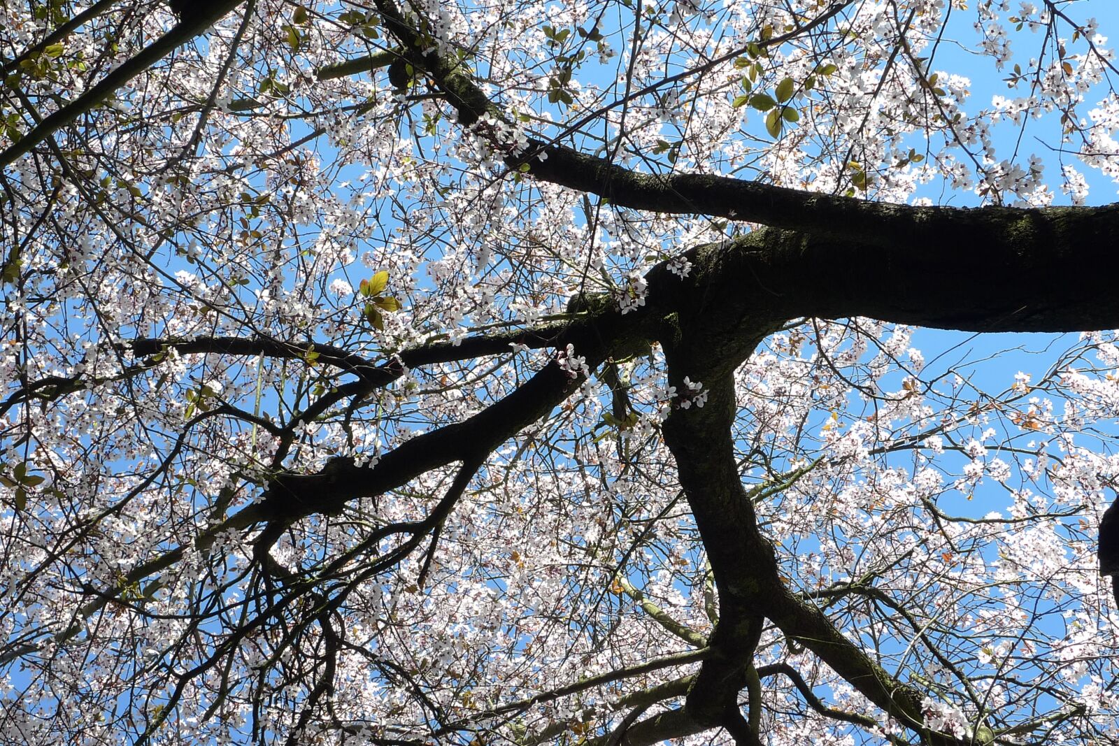 Panasonic Lumix DMC-LX3 sample photo. Tree, branch, season photography