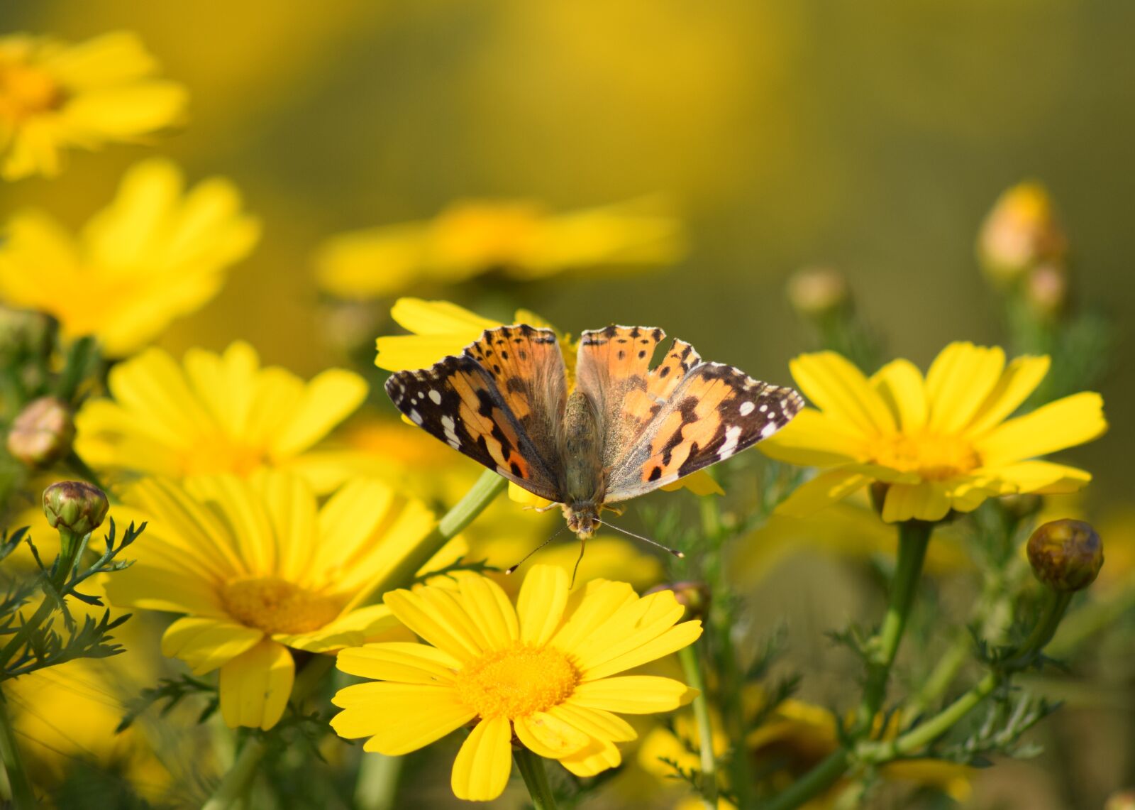 Nikon D3300 sample photo. Butterfly, flowers, daisies photography
