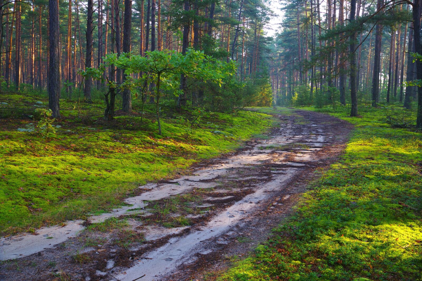 Pentax K-1 sample photo. Forest, forest road, tree photography