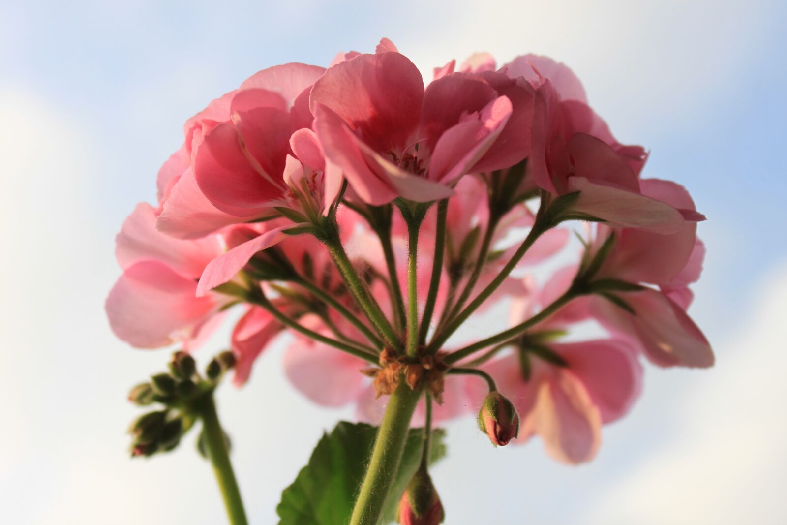 Canon EOS 500D (EOS Rebel T1i / EOS Kiss X3) sample photo. Geranium, flower, macro photography