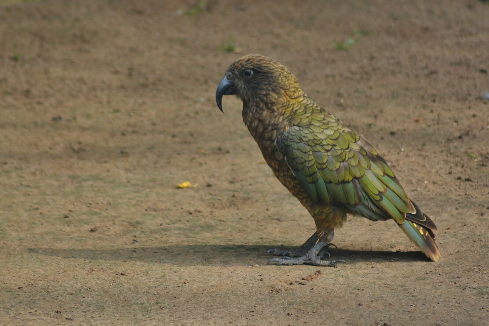 Nikon D5200 sample photo. Bird park marlow, kea photography