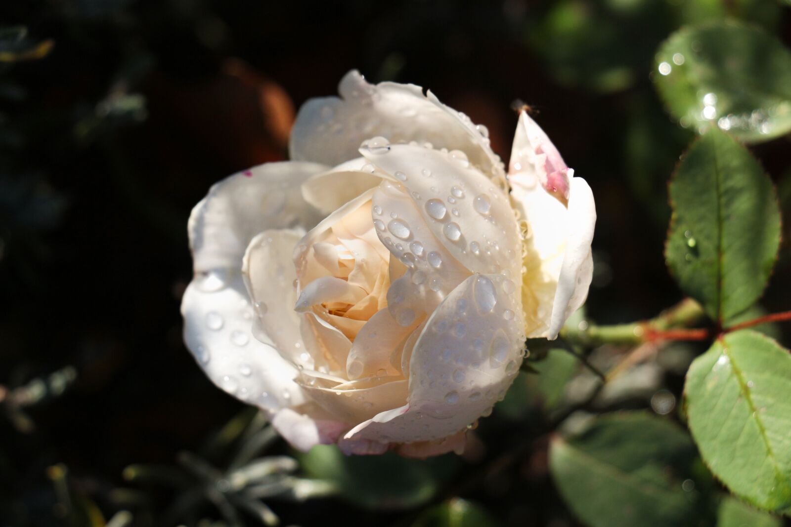 Canon EOS 700D (EOS Rebel T5i / EOS Kiss X7i) sample photo. Rose, dewdrop, nature photography