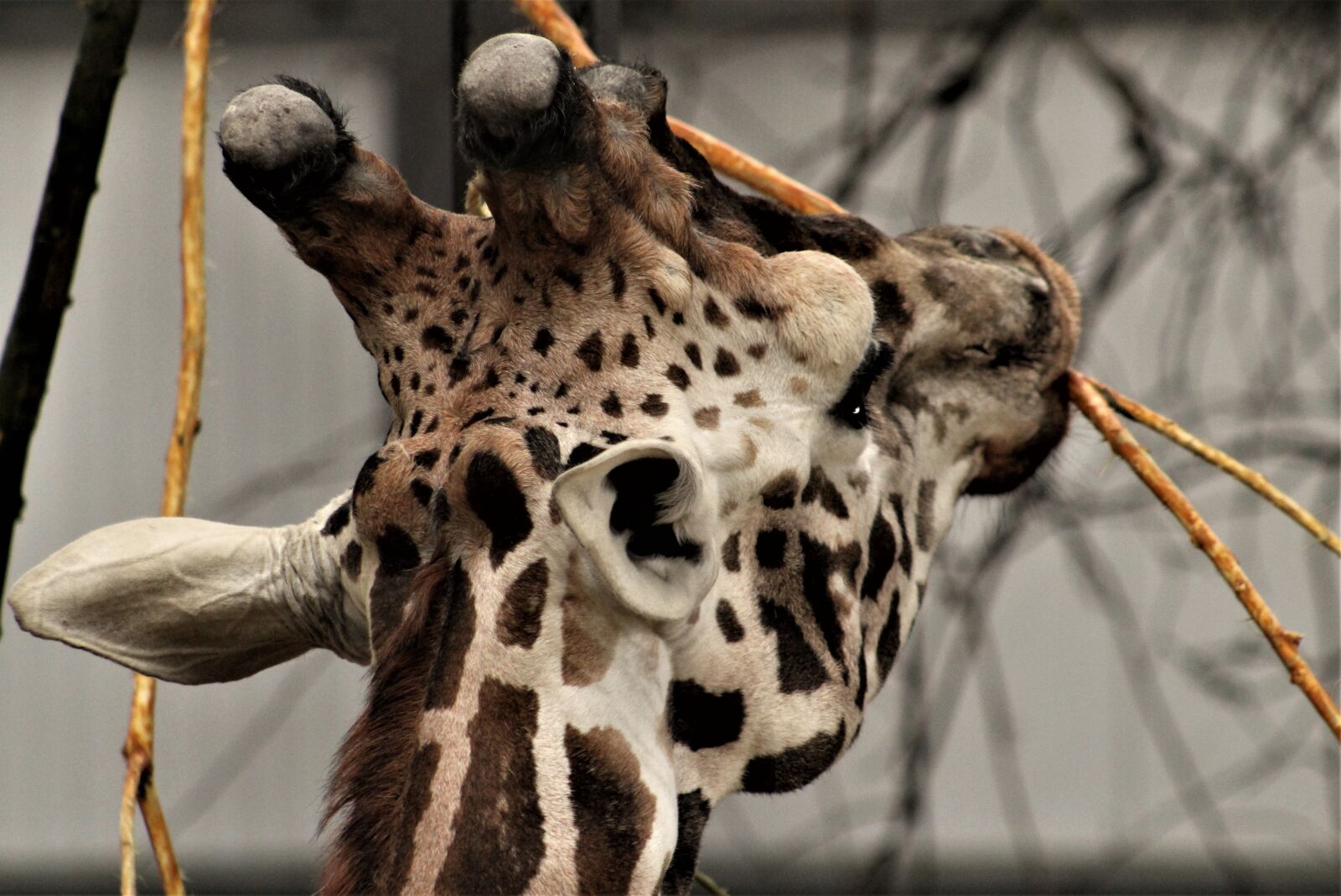Canon EF75-300mm f/4-5.6 sample photo. Nature, animal, wildlife photography