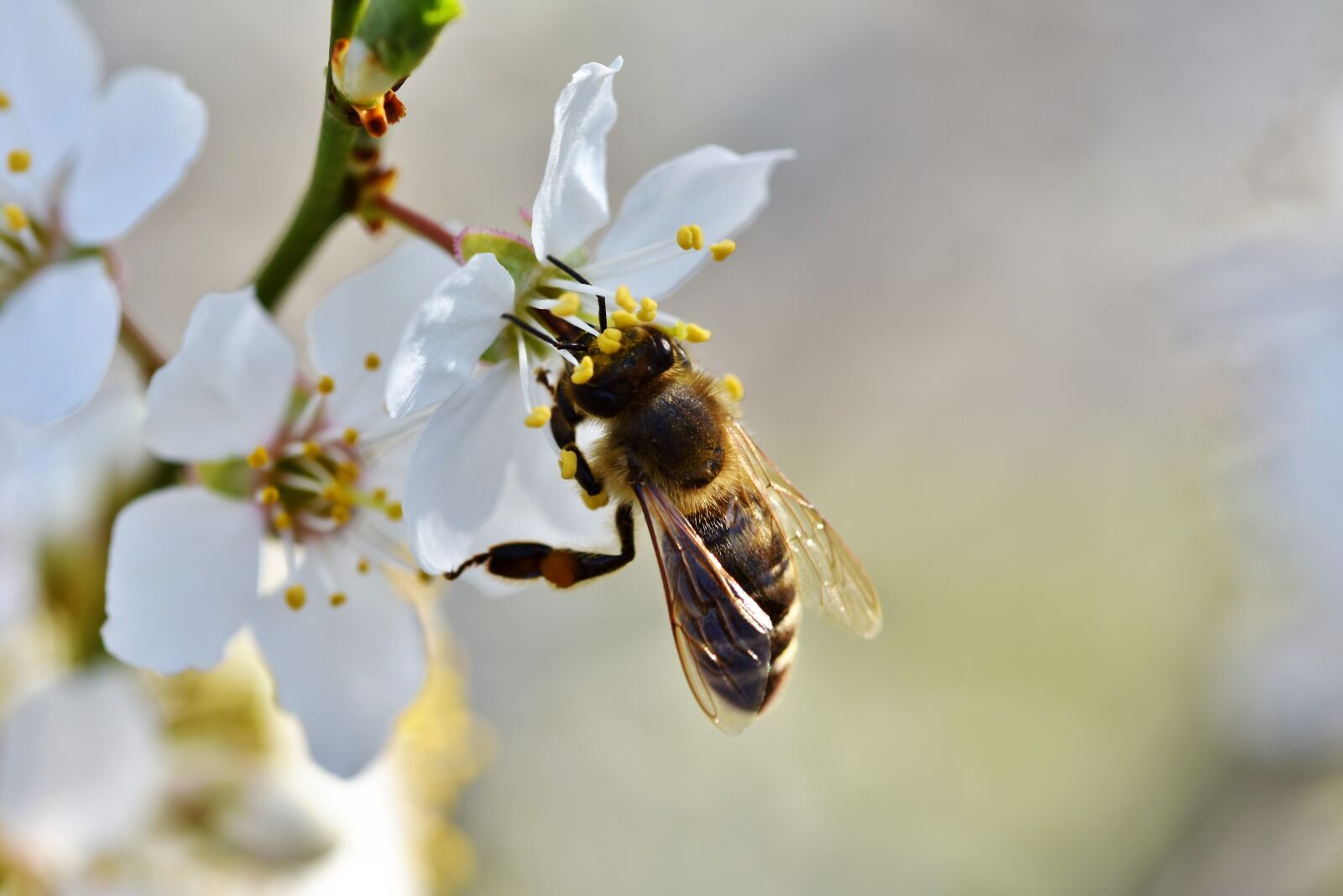 Nikon D7200 sample photo. Bee, honey bee, insect photography