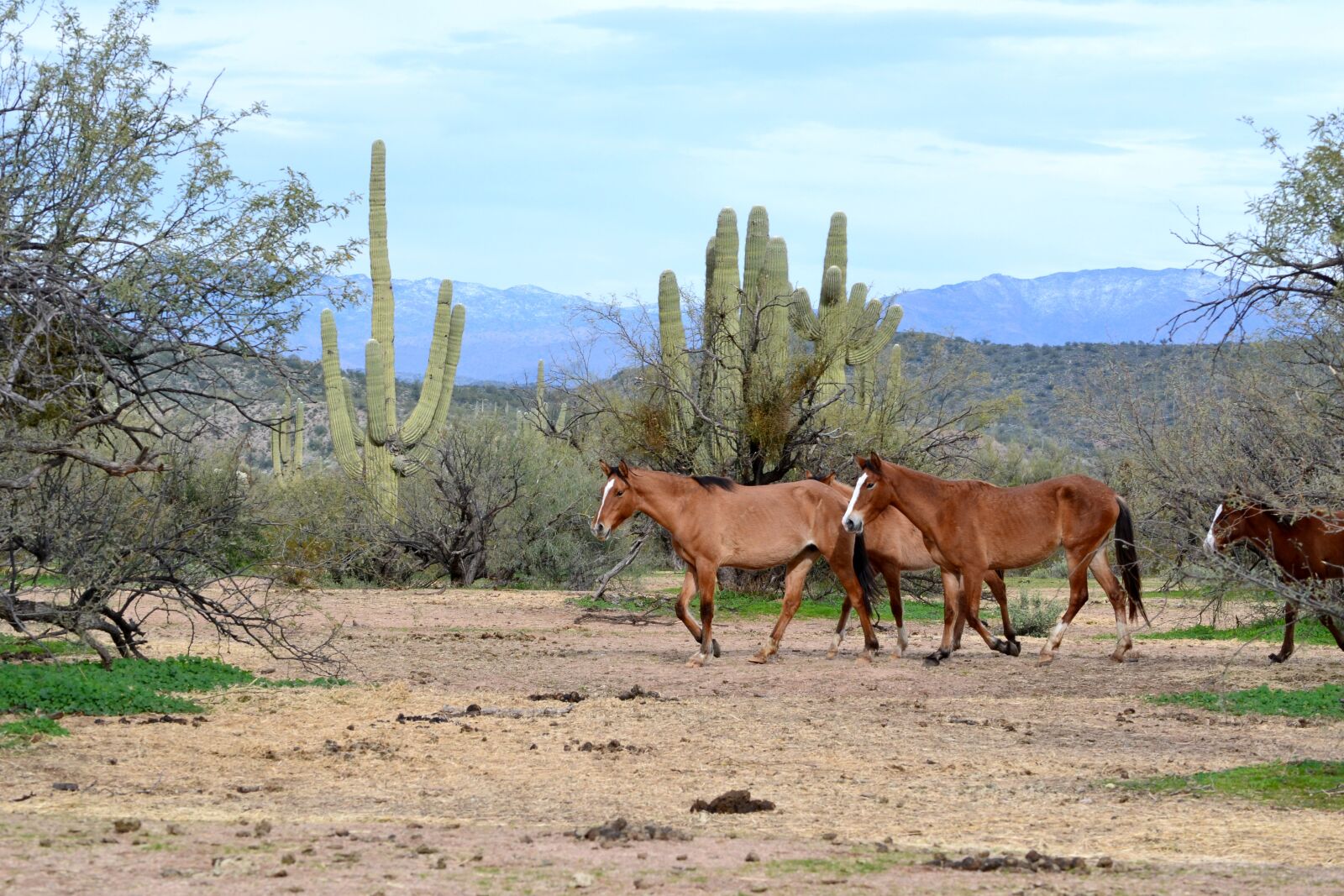 Nikon D3100 sample photo. Arizona, wild horses, salt photography