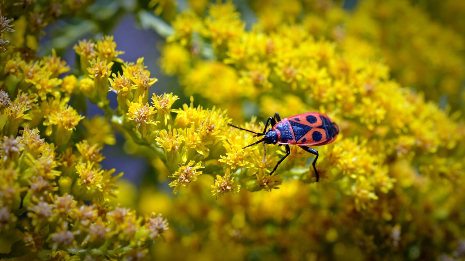 Nikon D5200 sample photo. Fire beetle, insect beetle photography