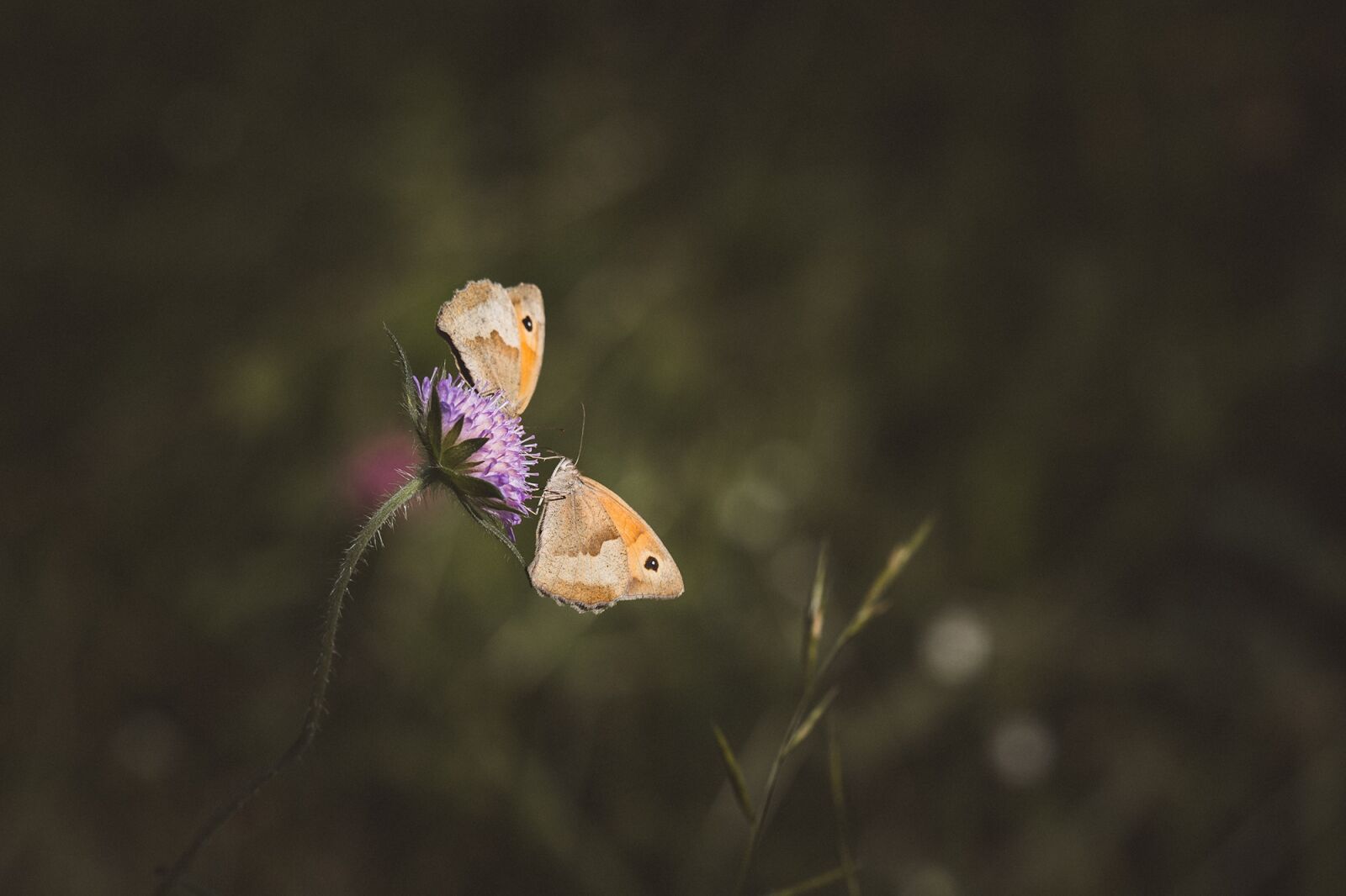 Nikon D7100 sample photo. Meadow brown, butterfly, flight photography
