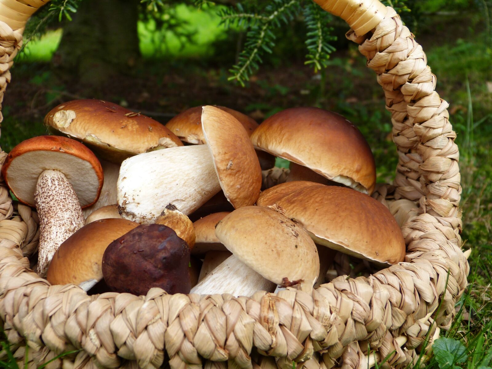 Panasonic Lumix DMC-FZ150 sample photo. Mushrooms, porcini mushrooms, maroni photography