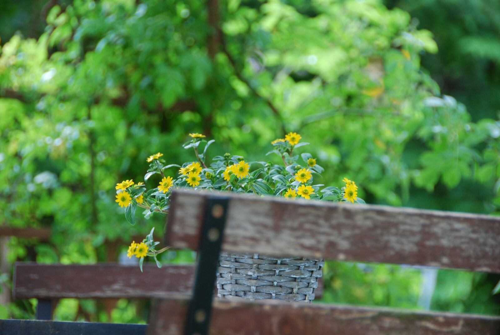 Nikon D80 sample photo. Deco, flower, decoration photography