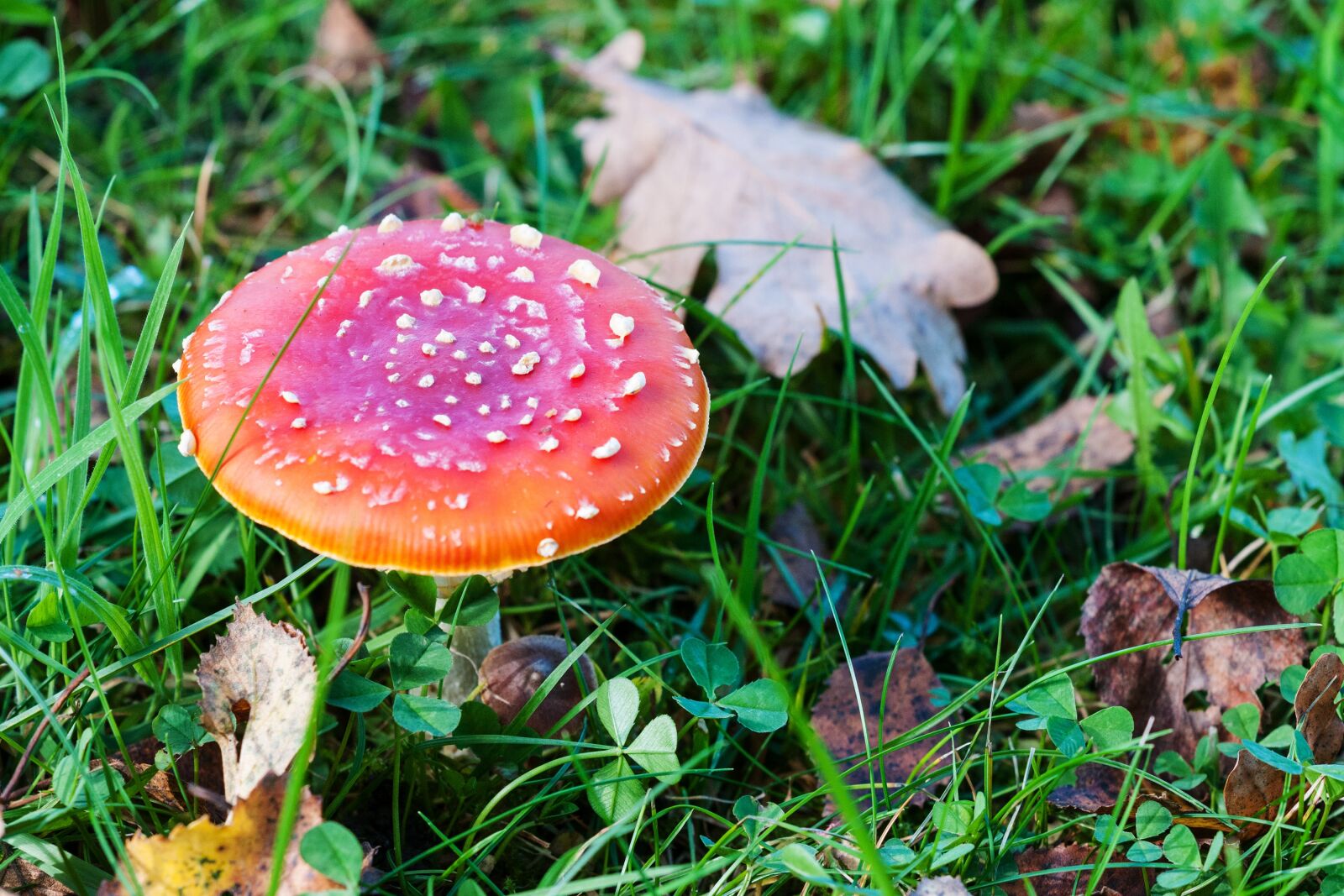 Nikon D300S sample photo. Fly agaric, mushroom, red photography
