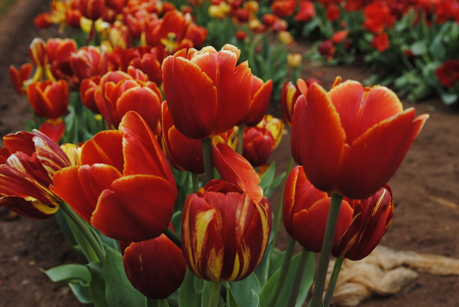 Nikon D3000 sample photo. Tulip, flower, flora photography