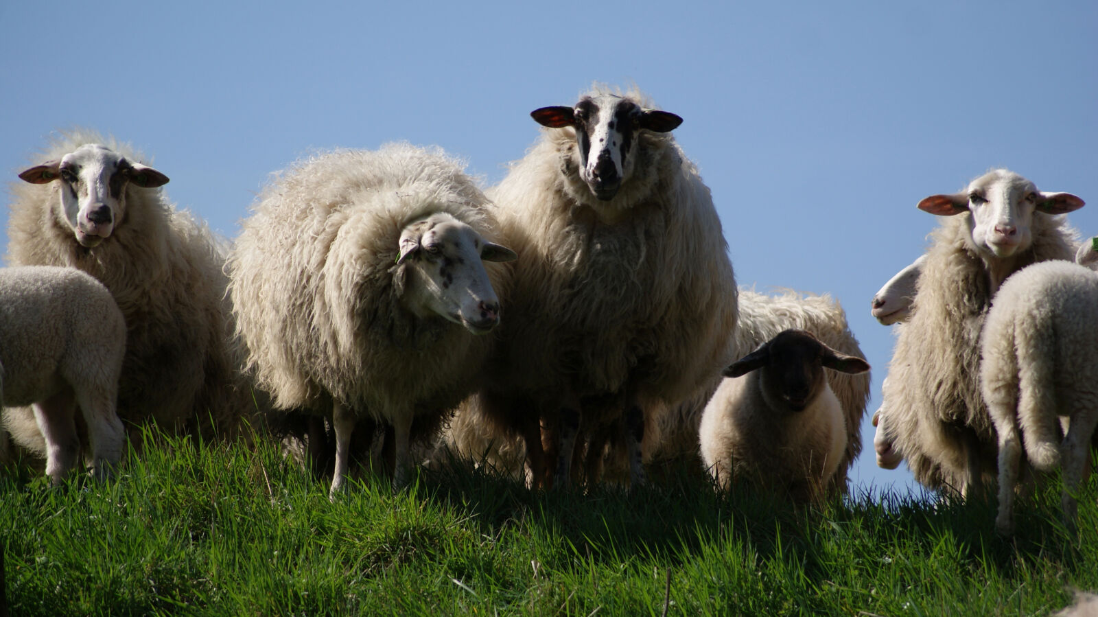 Sony Alpha DSLR-A230 sample photo. Meadow, animals, sheep, wool photography