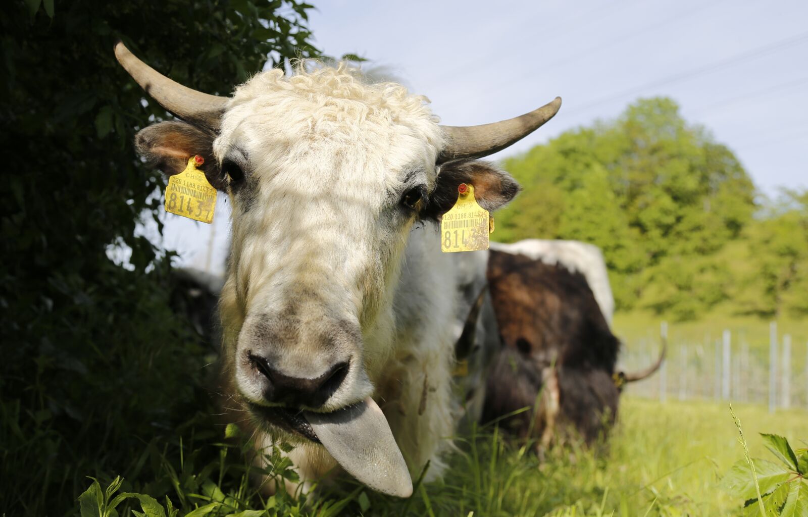 Canon EOS 6D + Canon EF 24-105mm F4L IS USM sample photo. Yak, calf, beef photography