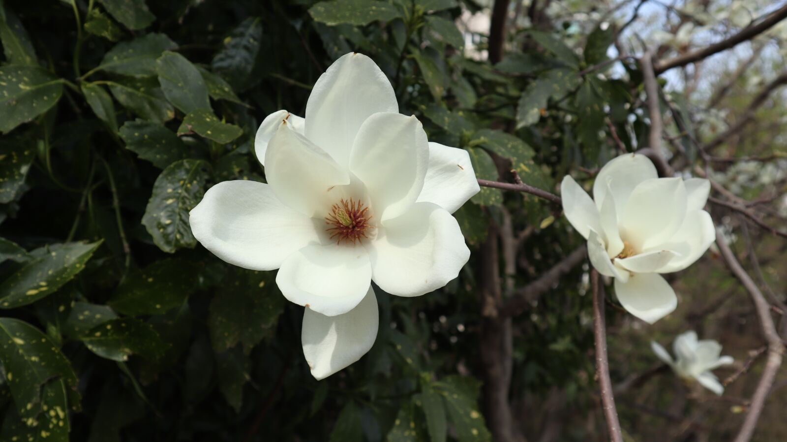 Canon EOS M50 (EOS Kiss M) sample photo. Magnolia, pink, petals photography