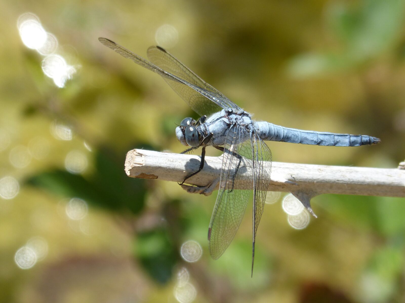 Panasonic DMC-FZ62 sample photo. Blue dragonfly, branch, wetland photography