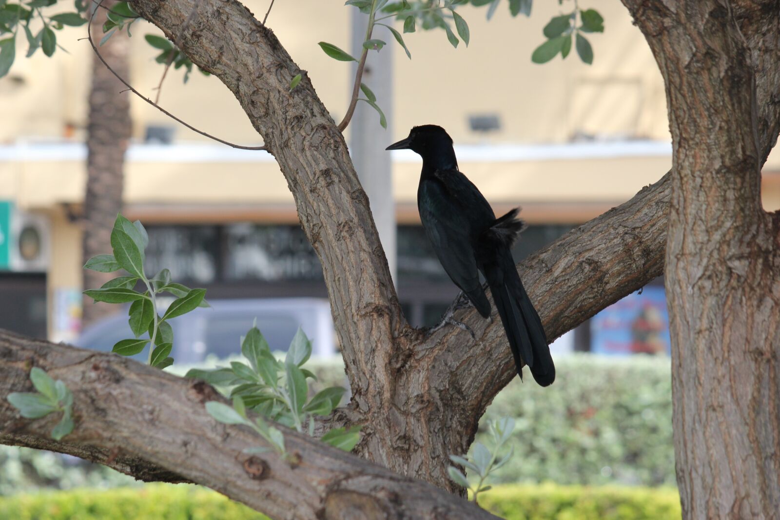 Canon EOS 550D (EOS Rebel T2i / EOS Kiss X4) sample photo. Crow, bird, tree photography