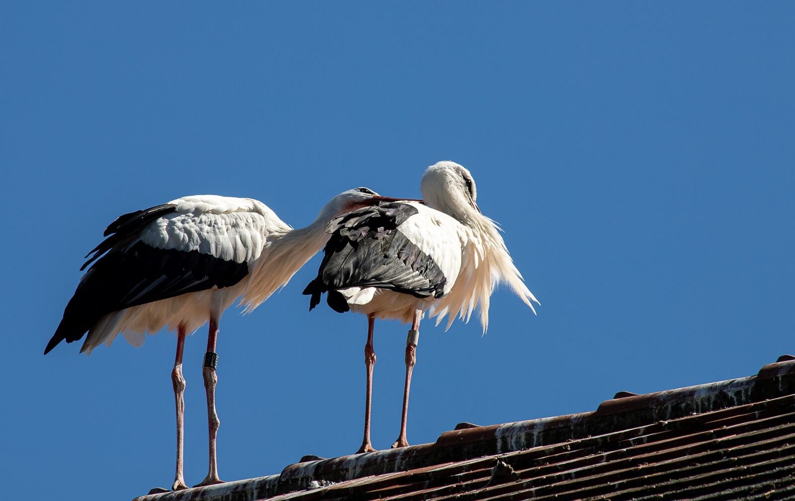Canon EF 70-300mm F4-5.6 IS USM sample photo. Stork, bird, storks photography