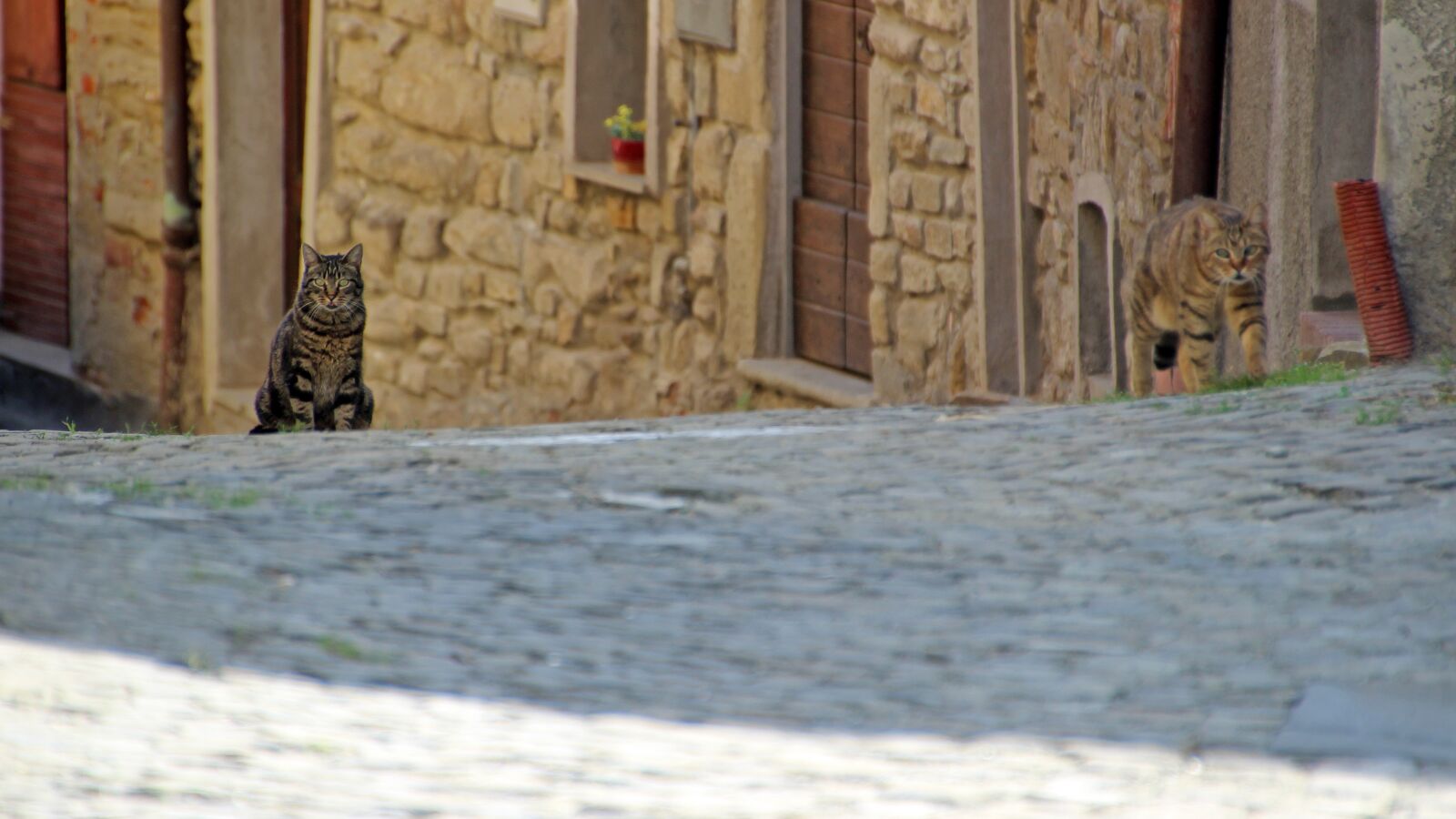 Canon EOS 600D (Rebel EOS T3i / EOS Kiss X5) sample photo. Cat, strays, road photography