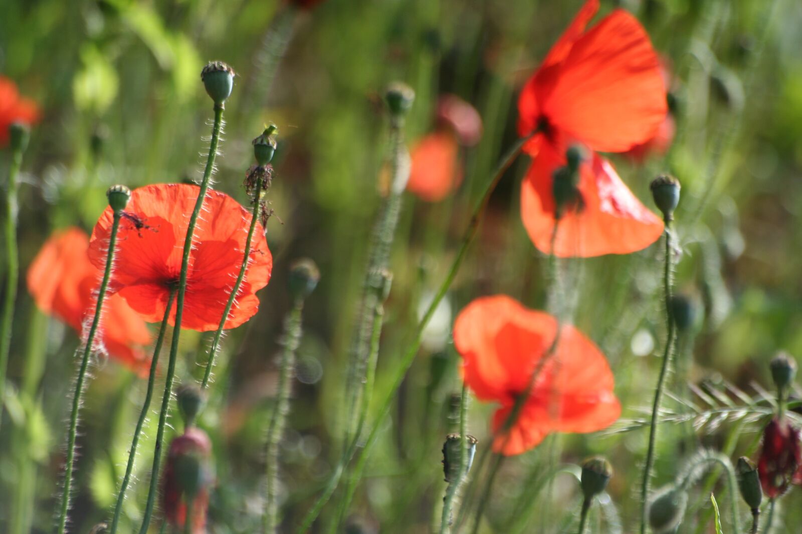 Canon EOS 350D (EOS Digital Rebel XT / EOS Kiss Digital N) sample photo. Poppies, meadow, poppy photography