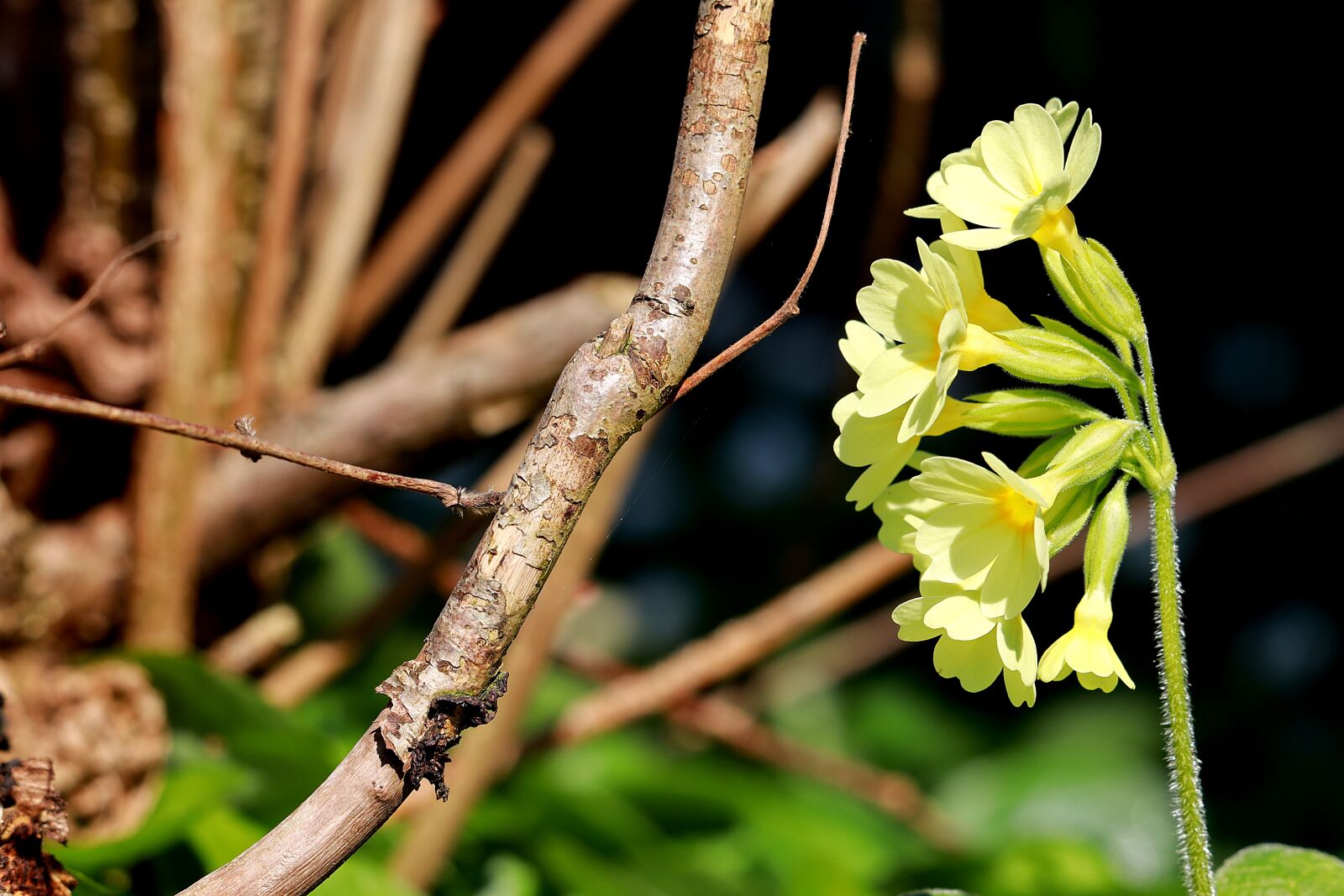 Canon EOS R + Canon EF 70-300 F4-5.6 IS II USM sample photo. Cowslip, spring, spring flower photography