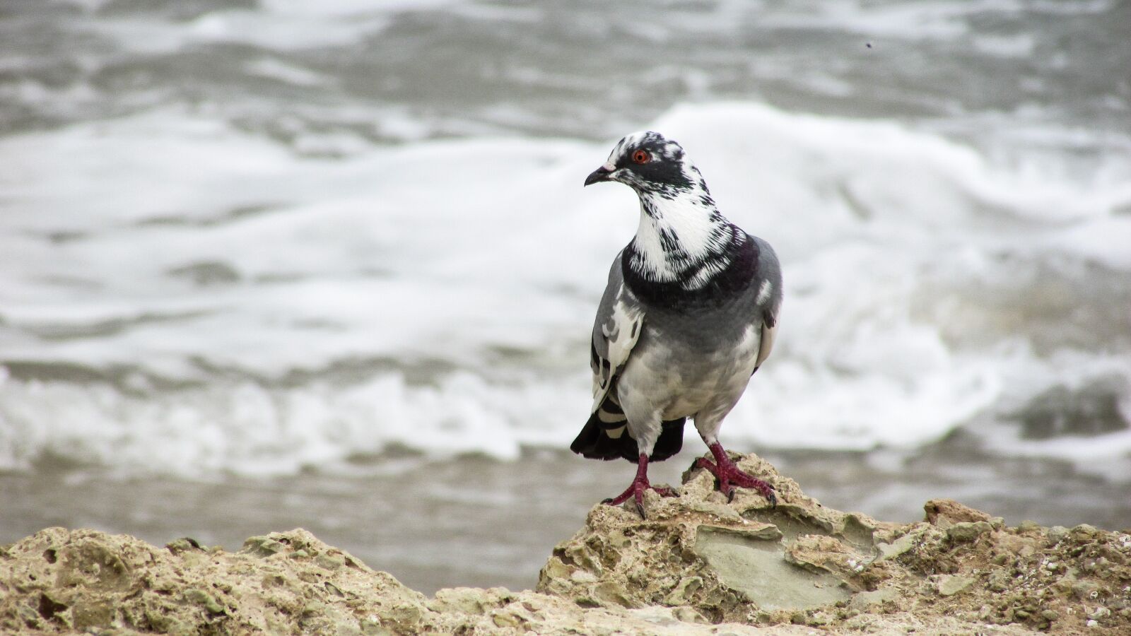 Canon PowerShot SX400 IS sample photo. Wild pigeon, bird, nature photography