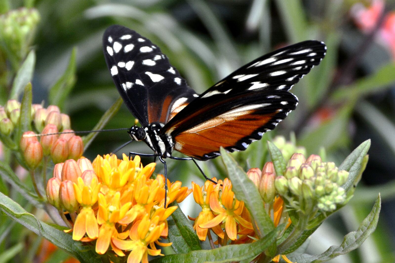Nikon D7100 sample photo. Butterfly, insect, wing photography