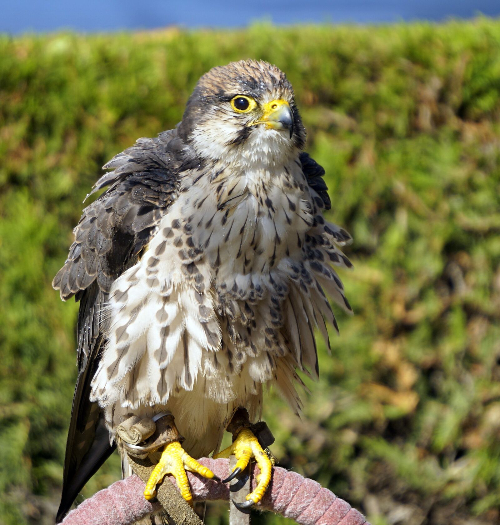 Sony E 55-210mm F4.5-6.3 OSS sample photo. Bird of prey, ave photography