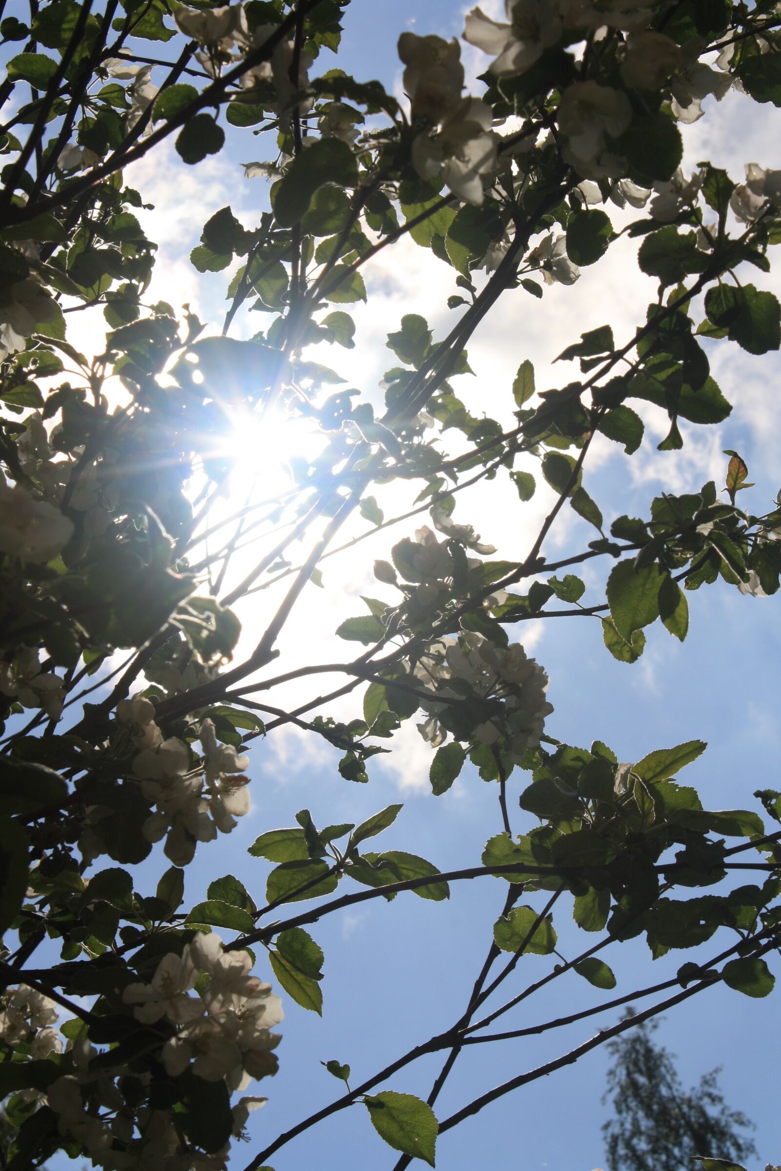 Canon EOS 1000D (EOS Digital Rebel XS / EOS Kiss F) sample photo. Sunny, sun, tree photography