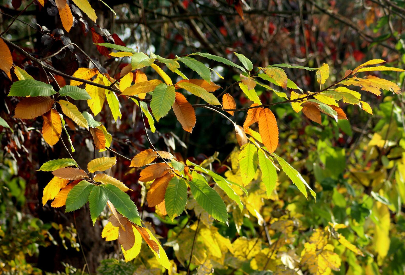 Canon EOS 1200D (EOS Rebel T5 / EOS Kiss X70 / EOS Hi) sample photo. Autumn leaves, colors of photography
