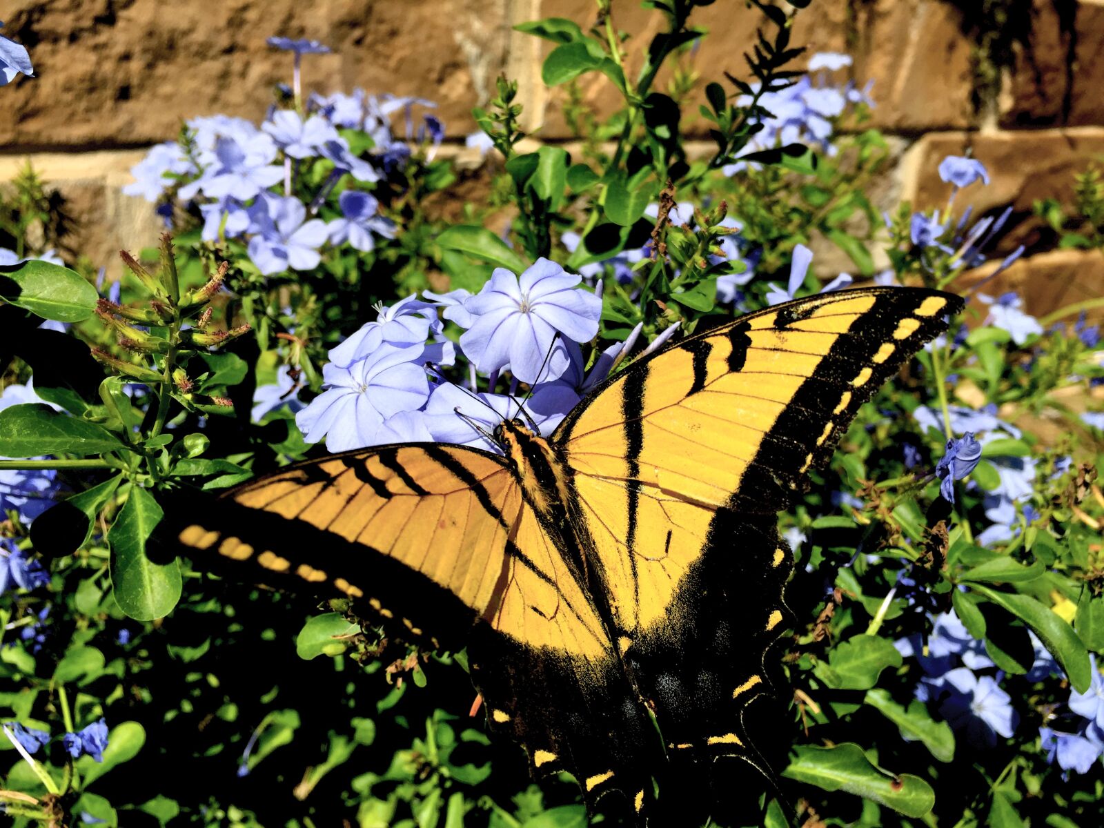 iPhone 6 Plus back camera 4.15mm f/2.2 sample photo. Butterfly, yellow, black photography