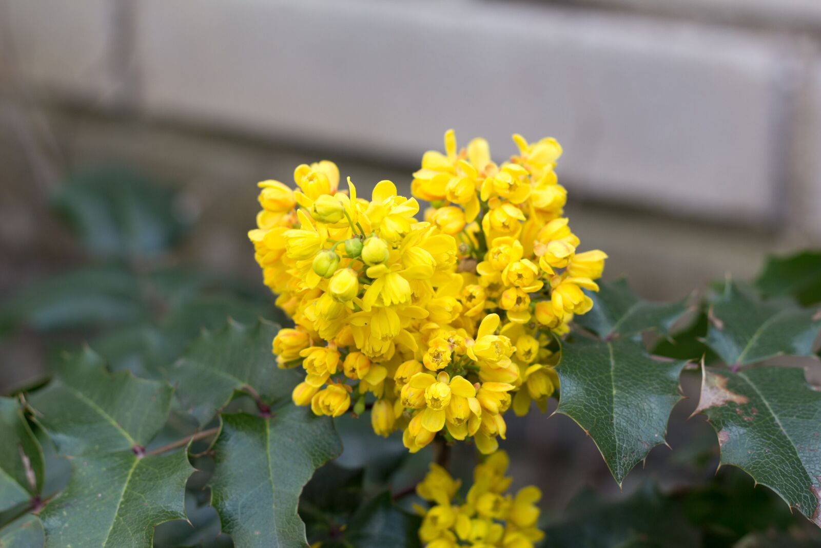 Canon EOS 700D (EOS Rebel T5i / EOS Kiss X7i) sample photo. Flower, yellow, garden photography